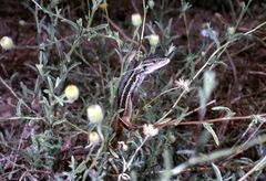 Psammodromus algirus algirus