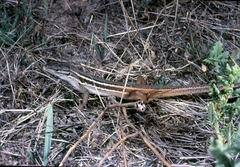 Psammodromus algirus algirus