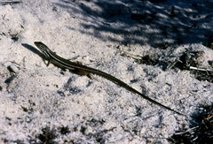 Psammodromus algirus algirus