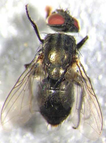 Helicobia rapax