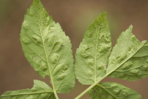 Trioza flavipennis nuotrauka
