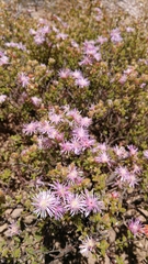 Drosanthemum parvifolium
