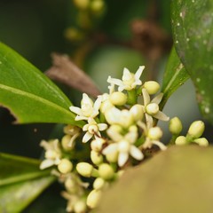 Phelline brachyphylla