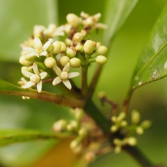 Phelline brachyphylla