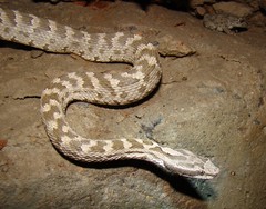 Gloydius halys caraganus