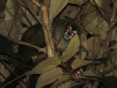 Aotus lemurinus