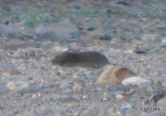 Microtus montanus