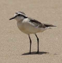 Charadrius pecuarius