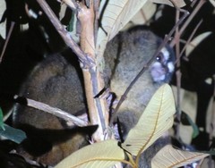 Aotus lemurinus