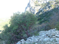 Arbutus andrachne