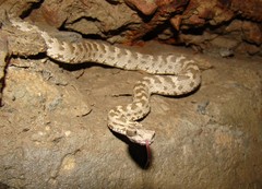 Gloydius halys caraganus