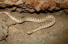 Gloydius halys caraganus