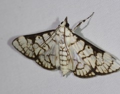 Aphytoceros lucusalis