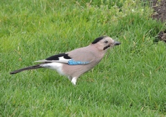 Garrulus glandarius