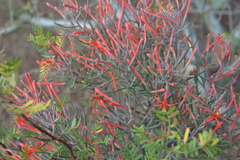 Psittacanthus sonorae