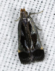 Dichomeris ochripalpella