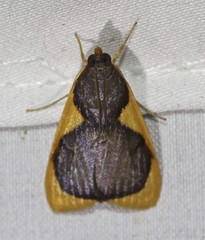 Prooedema inscisalis