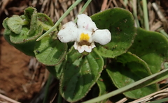 Diclis rotundifolia