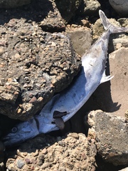 Scomberomorus cavalla