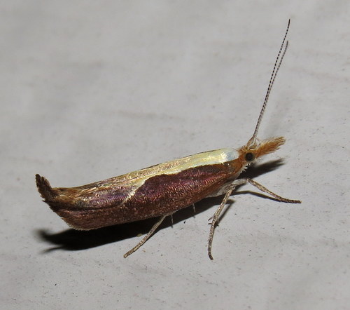 Honeysuckle Moth