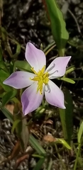 Sabatia stellaris