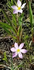 Sabatia stellaris