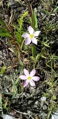 Sabatia stellaris