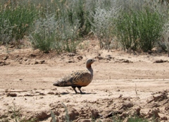 Pterocles orientalis