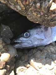 Scomberomorus cavalla