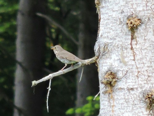 drozd plavý (Turdus philomelos)