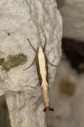 Honeysuckle Moth