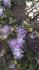 Drosanthemum parvifolium