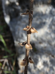 Scutellaria sibthorpii