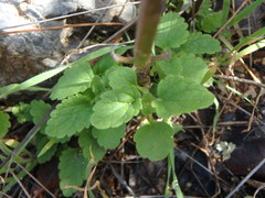 Scutellaria sibthorpii