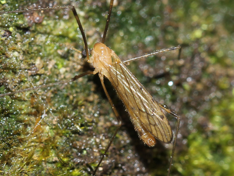 Moerasdriestip, photo 1 of 8
