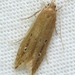 Limnaecia phragmitella - Photo (c) Jenn Forman Orth, algunos derechos reservados (CC BY-NC-SA)