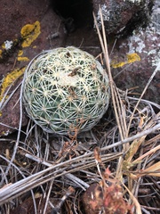 Coryphantha compacta