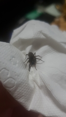 Araneae
