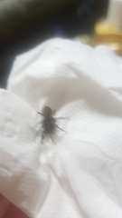 Araneae