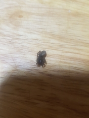 Araneae