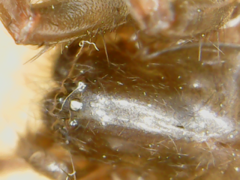 Araneae