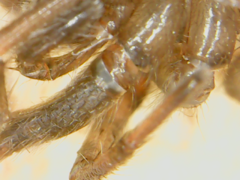 Araneae