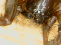 Araneae