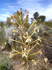 Tritoniopsis nervosa
