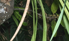 Hydnophytum radicans