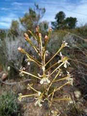 Tritoniopsis nervosa