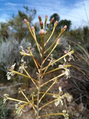 Tritoniopsis nervosa