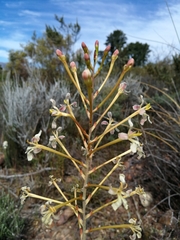 Tritoniopsis nervosa