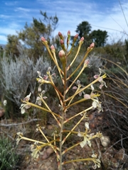 Tritoniopsis nervosa