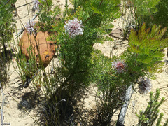 Serruria pedunculata